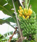 Pisang Kepok Masak Pohon